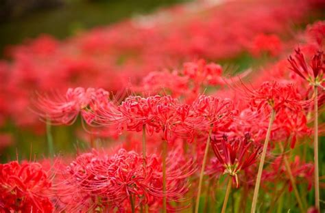 彼岸花 地獄花|彼岸花（ヒガンバナ）の別名と花言葉・色の種類や言。